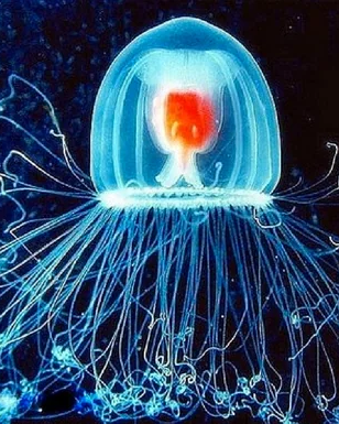 Turritopsis dohrnii jellyfish glowing in deep water